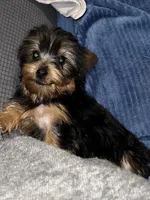 Serenity, a female Yorkshire Terrier for sale in Williamsburg, MO – 3 of 7