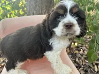 Charlie , a male Cocker Spaniel for sale in Williamsburg, MO – 2 of 6