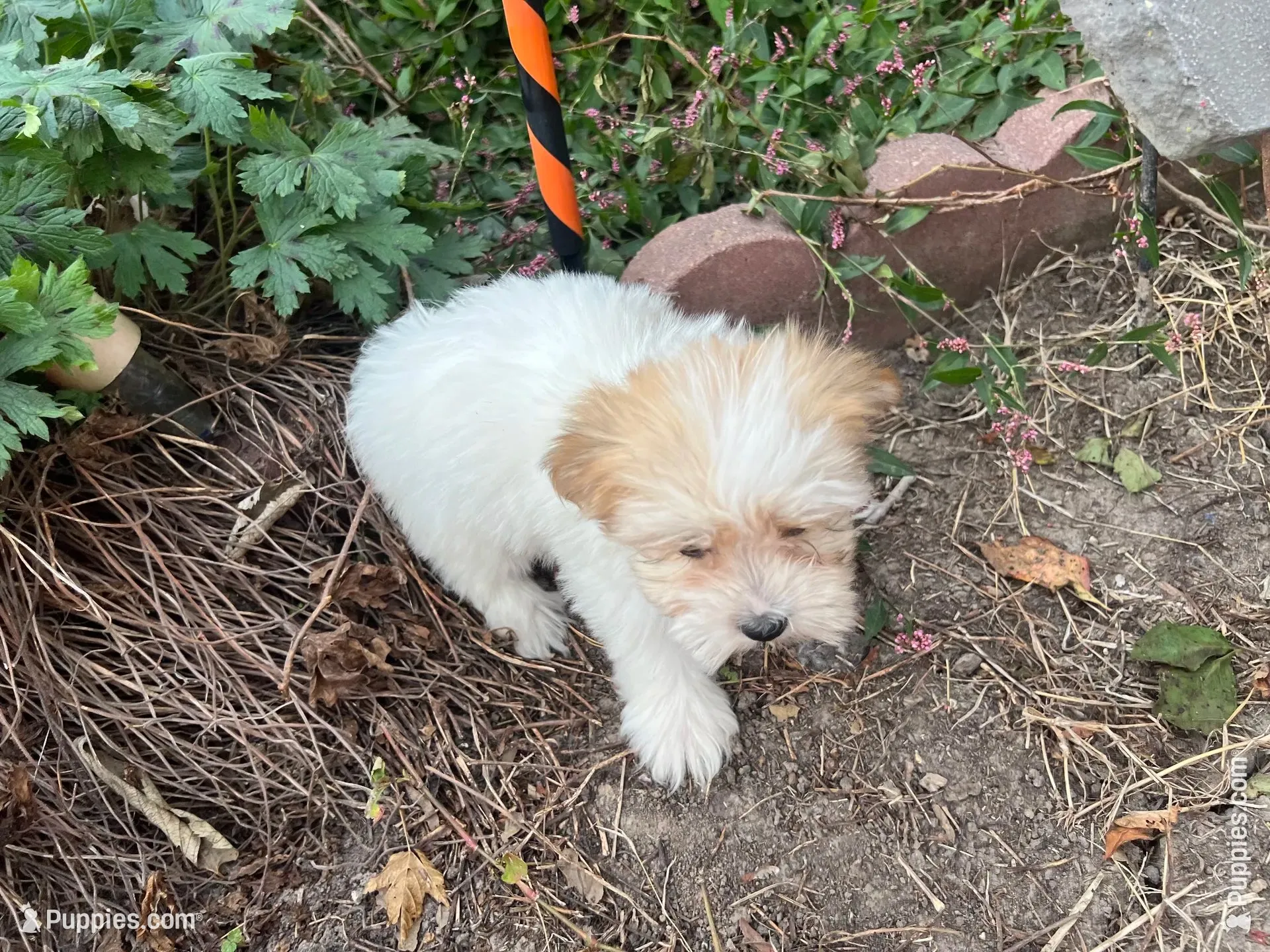 Tara, a female Morkie for sale in Williamsburg, MO – 4 of 7