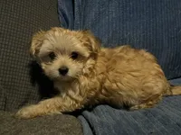 Porshia, a female Morkie for sale in Williamsburg, MO – 4 of 6