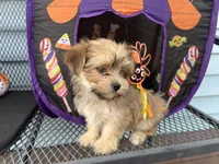 Brownie, a female Morkie for sale in Williamsburg, MO – 3 of 7