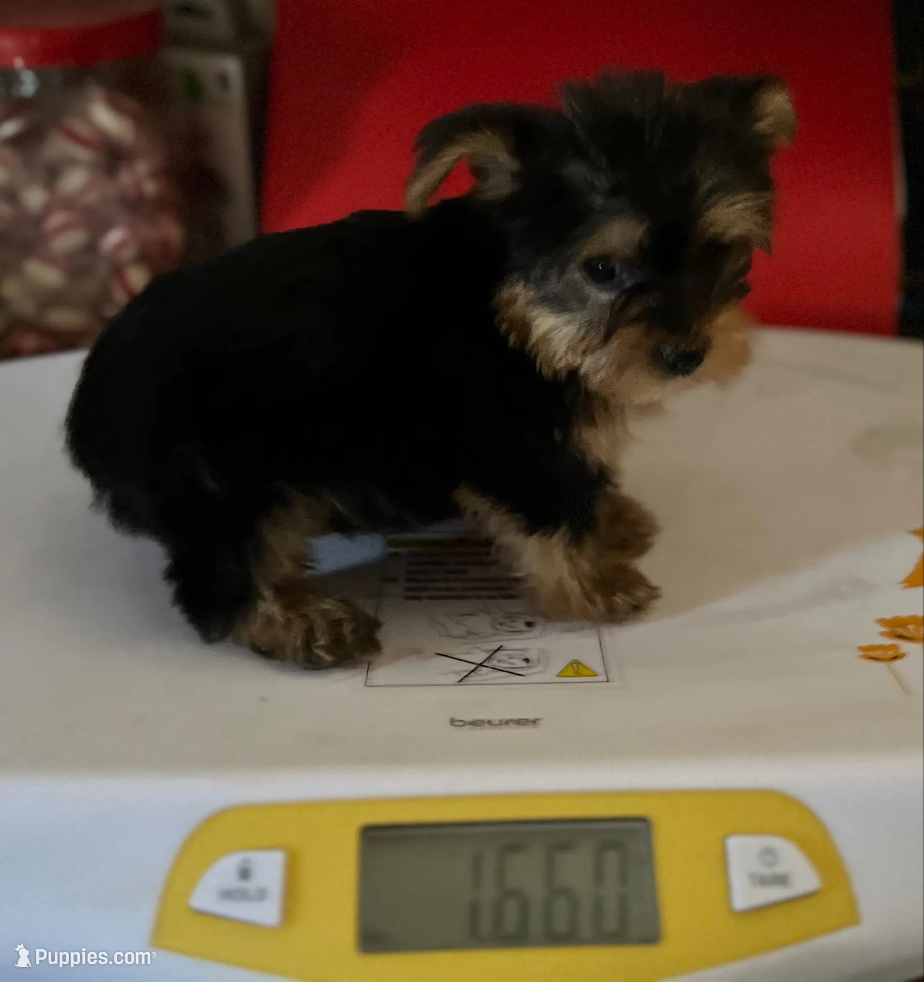 Codi, a male Yorkshire Terrier for sale in Williamsburg, MO – 5 of 7
