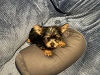 Serenity, a female Yorkshire Terrier for sale in Williamsburg, MO – 4 of 7