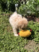 Biff, a male Maltipoo for sale in Williamsburg, MO – Photo 3 of 8