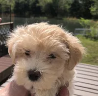 Biff, a male Maltipoo for sale in Williamsburg, MO – Photo 2 of 8