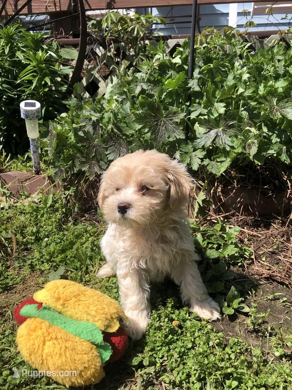 Biff – Maltipoo puppy for sale in Williamsburg, MO