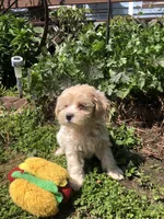 Biff, a male Maltipoo for sale in Williamsburg, MO – Photo 1 of 8