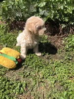 Biff, a male Maltipoo for sale in Williamsburg, MO – Photo 6 of 8