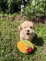 Biff, a male Maltipoo for sale in Williamsburg, MO – Photo 4 of 8