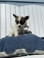 Karl, a male Papillon for sale in Williamsburg, MO – 3 of 7