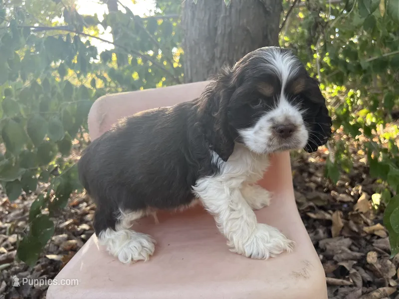 Charlie  – Cocker Spaniel puppy for sale in Williamsburg, MO