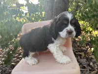 Charlie , a male Cocker Spaniel for sale in Williamsburg, MO – 1 of 6