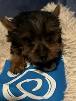 Tinker, a male Yorkshire Terrier for sale in Williamsburg, MO – 3 of 5