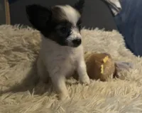 Daisey, a female Papillon for sale in Williamsburg, MO – 4 of 8