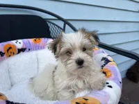Rory, a male Morkie for sale in Williamsburg, MO – 4 of 6