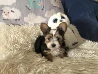 Party Boy, a male Yorkshire Terrier for sale in Williamsburg, MO – Photo 1 of 8