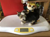 Party Boy, a male Yorkshire Terrier for sale in Williamsburg, MO – Photo 2 of 8