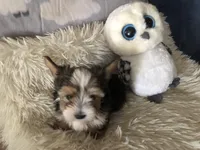 Party Boy, a male Yorkshire Terrier for sale in Williamsburg, MO – Photo 6 of 8