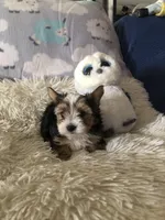 Party Boy, a male Yorkshire Terrier for sale in Williamsburg, MO – Photo 3 of 8