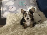 Party Boy, a male Yorkshire Terrier for sale in Williamsburg, MO – Photo 5 of 8