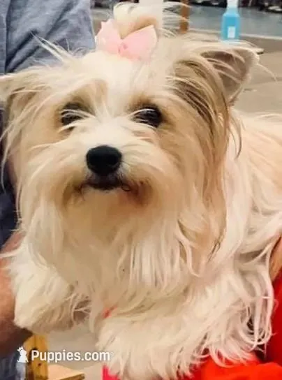 Party Boy, a male Yorkshire Terrier for sale in Williamsburg, MO – Photo 7 of 8