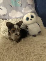 Party Boy, a male Yorkshire Terrier for sale in Williamsburg, MO – Photo 4 of 8