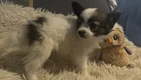 Daisey, a female Papillon for sale in Williamsburg, MO – 5 of 8