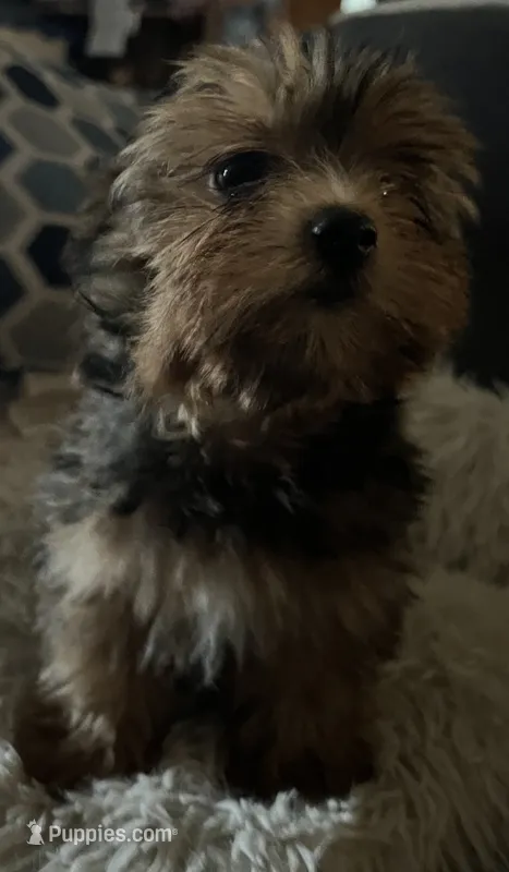Tommy – Yorkipoo puppy for sale in Williamsburg, MO