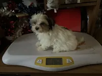 Sissy, a female Morkie for sale in Williamsburg, MO – 2 of 6