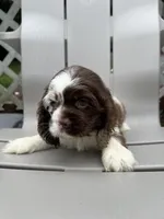 Mocha, a male Cocker Spaniel for sale in Williamsburg, MO – 3 of 4
