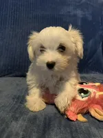 Tessa, a female Morkie for sale in Williamsburg, MO – 1 of 6