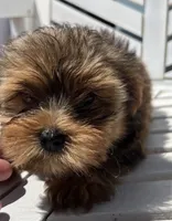 Tommy, a male Yorkipoo for sale in Williamsburg, MO – 4 of 6