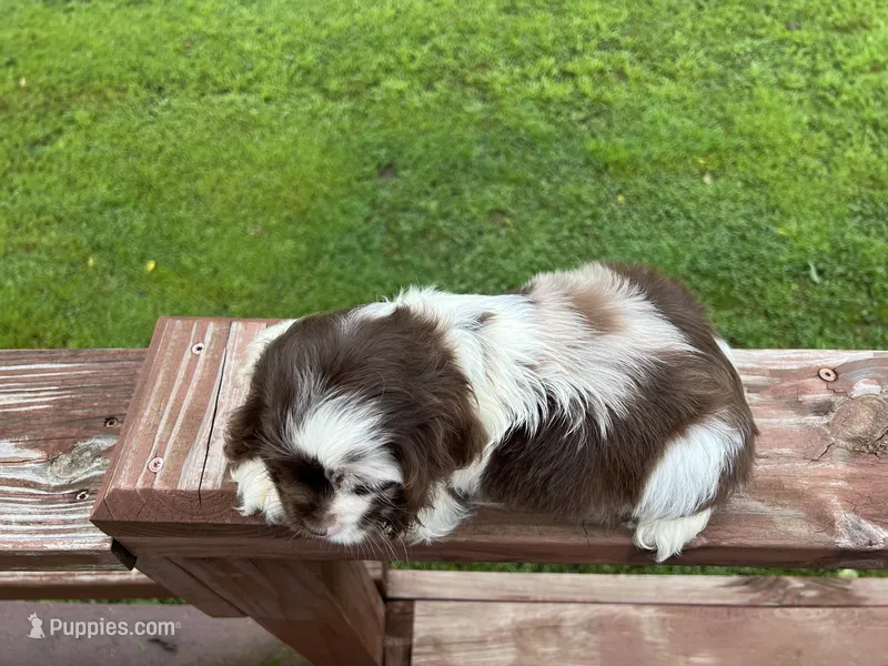 Mocha – Cocker Spaniel puppy for sale in Williamsburg, MO