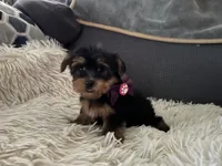 Renee, a male Yorkshire Terrier for sale in Williamsburg, MO – 4 of 7