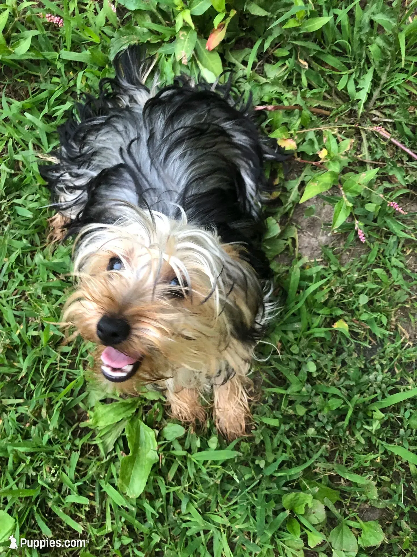 Honey, a female Yorkshire Terrier for sale in Williamsburg, MO – 7 of 8