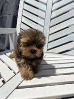 Tommy, a male Yorkipoo for sale in Williamsburg, MO – 1 of 6