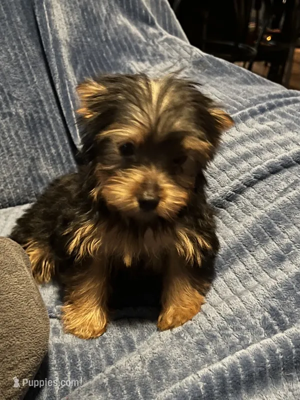 Serenity – Yorkshire Terrier puppy for sale in Williamsburg, MO