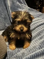 Serenity, a female Yorkshire Terrier for sale in Williamsburg, MO – 1 of 7