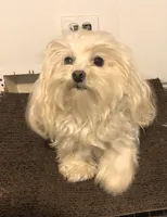 Sissy, a female Morkie for sale in Williamsburg, MO – 5 of 6