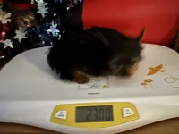 Tinker, a male Yorkshire Terrier for sale in Williamsburg, MO – 4 of 5