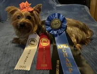 Sammy, a male Yorkshire Terrier for sale in Williamsburg, MO – 6 of 7