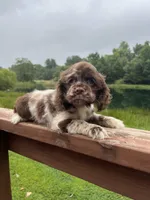 Charlie, a male Cocker Spaniel for sale in Williamsburg, MO – 1 of 4