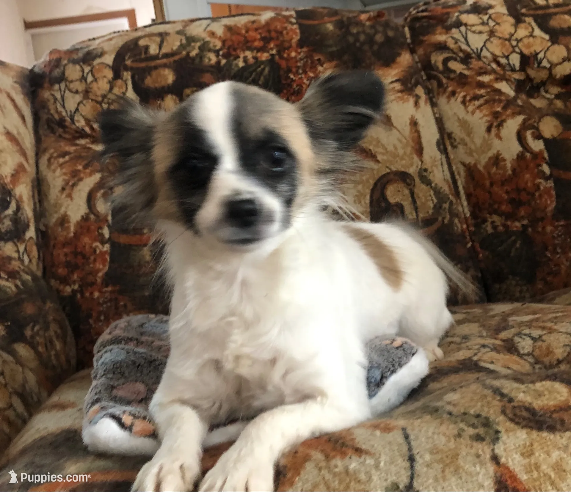 Karl, a male Papillon for sale in Williamsburg, MO – 7 of 7
