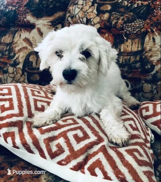 Tessa, a female Morkie for sale in Williamsburg, MO – 5 of 6