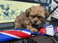 Tara, a female Yorkipoo for sale in Williamsburg, MO – 4 of 6