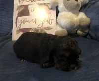 Reese, a female Cocker Spaniel for sale in Williamsburg, MO – Photo 3 of 7