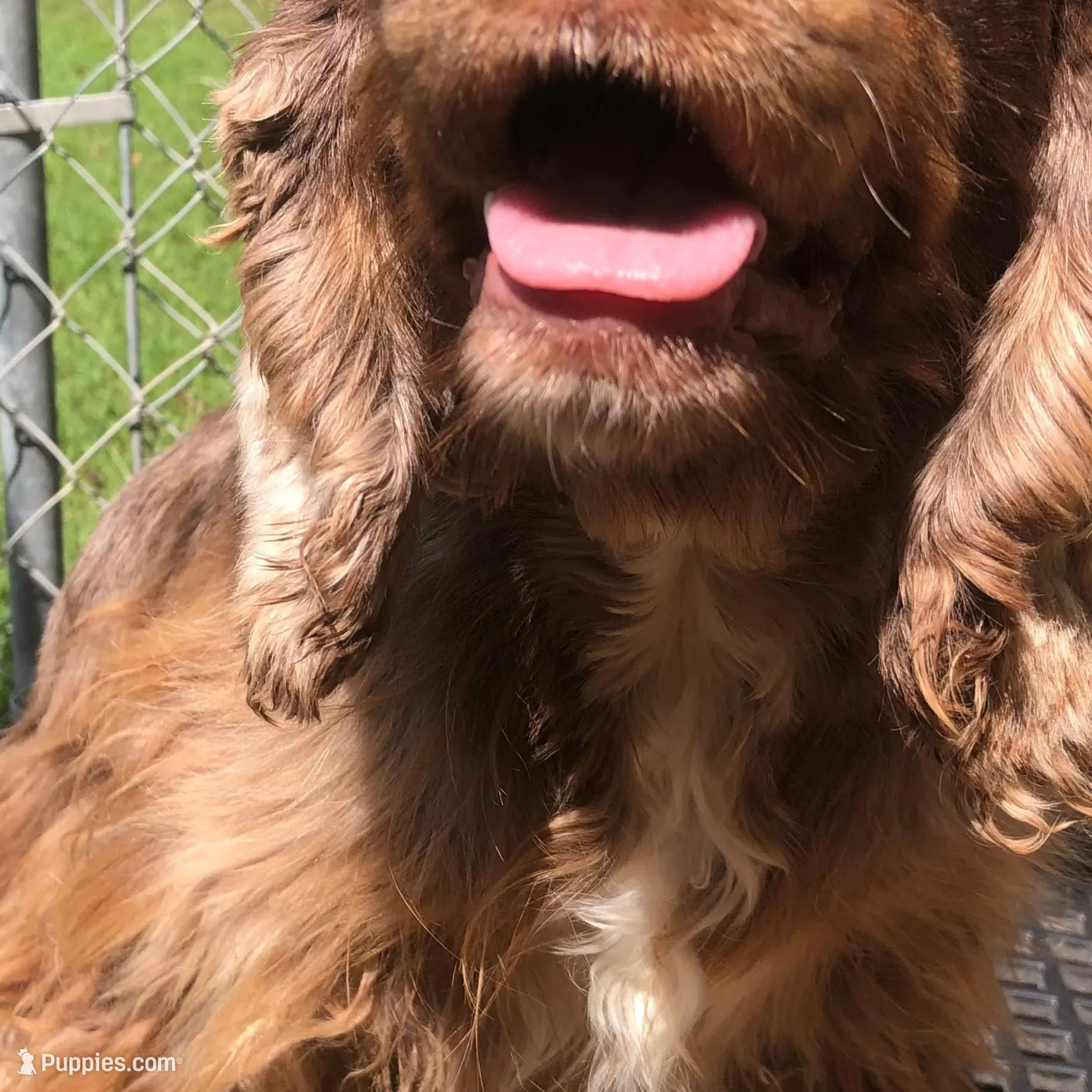 Reese, a female Cocker Spaniel for sale in Williamsburg, MO – Photo 5 of 7