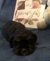 Reese, a female Cocker Spaniel for sale in Williamsburg, MO – Photo 2 of 7