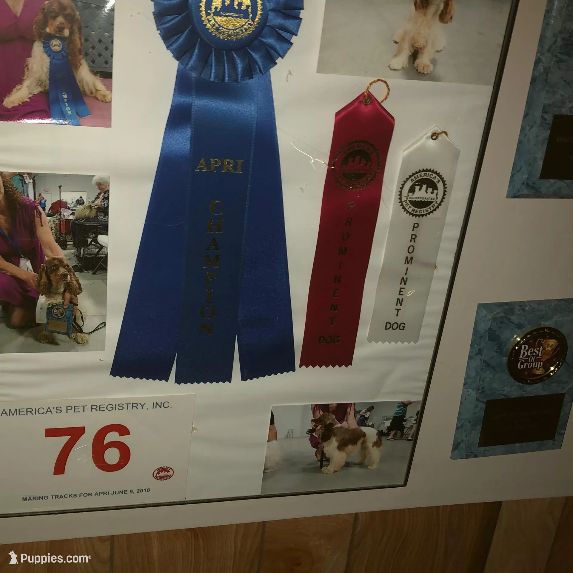 Reese, a female Cocker Spaniel for sale in Williamsburg, MO – Photo 6 of 7