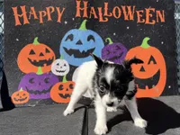 Kiki, a female Papillon for sale in Williamsburg, MO – 4 of 6